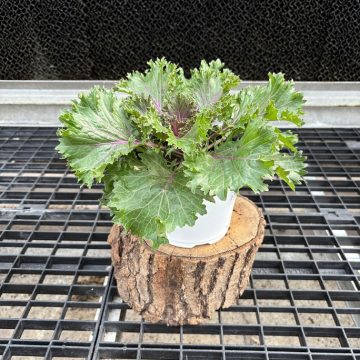 Ornamental Kale 'Glamour Red' - 6" Pot