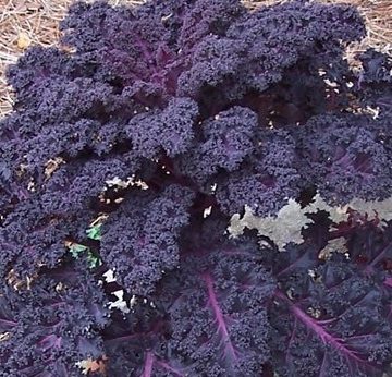 Ornamental Kale 'Scarletbor' - 6" Pot