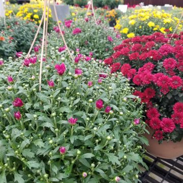 FALL MUM HANGING BASKET- ASSORTED COLORS