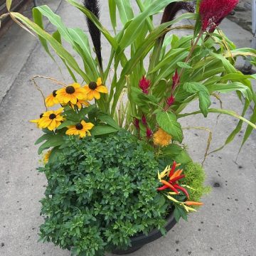 Combination 'Fall Fantasy' - 17" Estate Planter