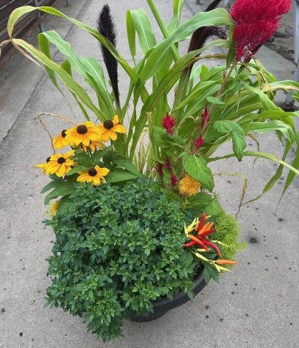 Combination 'Fall Fantasy' - 17" Estate Planter
