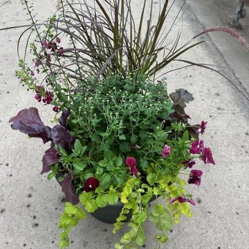 Combination 'Burgundy Hearts' - 14" Pot