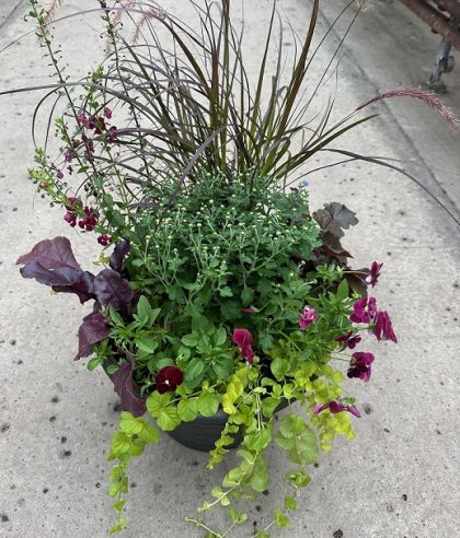 Combination 'Burgundy Hearts' - 14" Pot