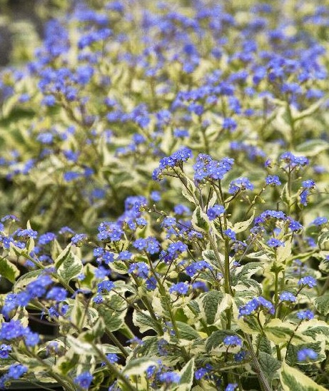 product-55074-1759487930-MO013651