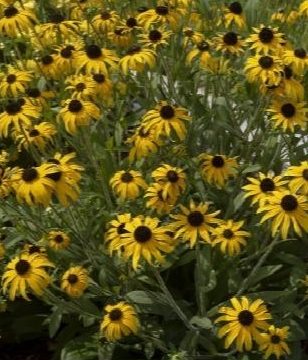 RUDBECKIA 'AMERICAN GOLD RUSH', SIZE #1