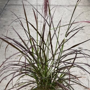 Pennisetum rubrum- Size #1
