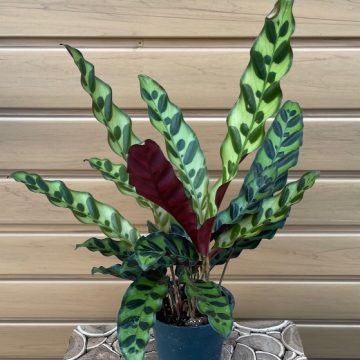 CALATHEA lancifolia- 4″