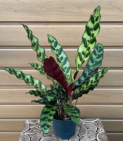 CALATHEA lancifolia- 4″