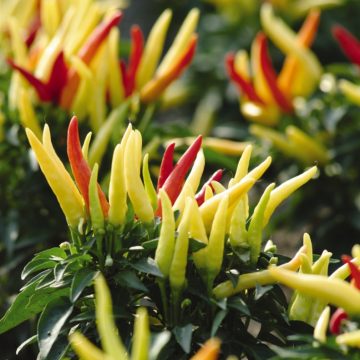 Ornamental Pepper 'Chilly Chili' - 4 1/3" Pot