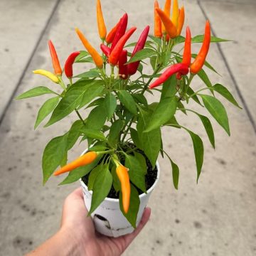 Ornamental Pepper 'Chilly Chili' - 4 1/3" Pot
