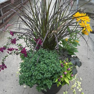 Combination 'Homecoming' - 17" Estate Planter