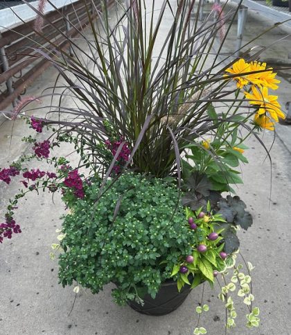 Combination 'Homecoming' - 17" Estate Planter