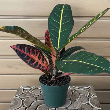 CROTON - 4"