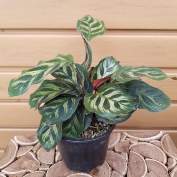 CALATHEA makoyana – 4″