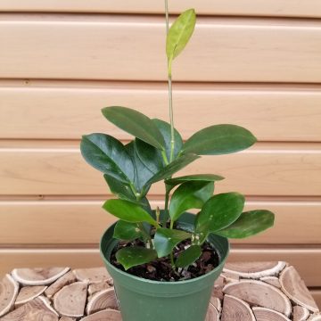 HOYA australis- 4"