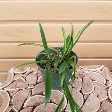 HOYA wayetti- 4"