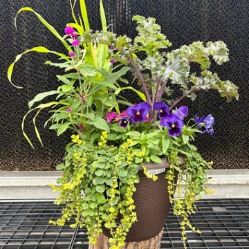 Combination 'Fall Expressions' - 14" Pot