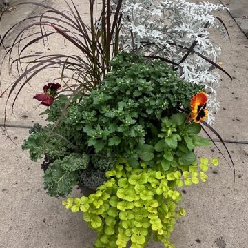 Combination 'Fall Fun' - 14" Pot