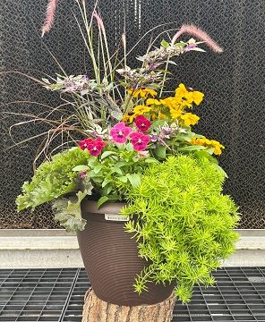 Combination 'Fall Fun' - 14" Pot
