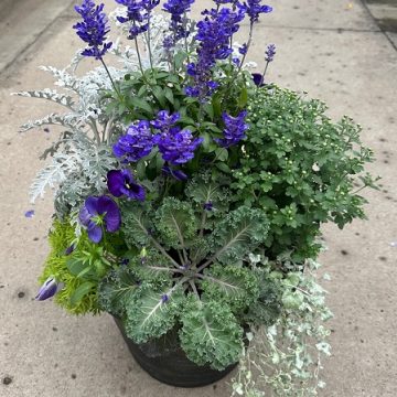 Combination 'Harvest Moon' - 14" Pot