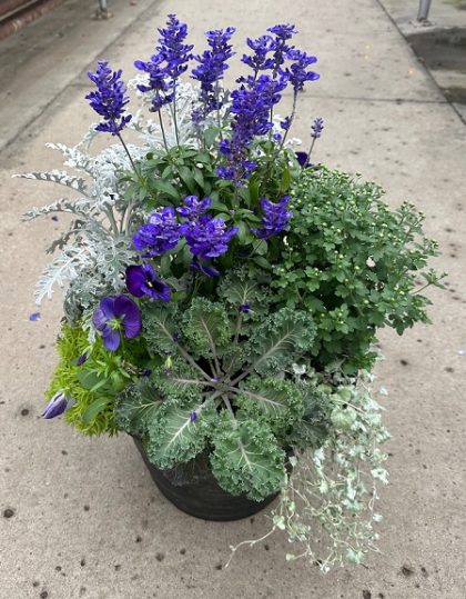 Combination 'Harvest Moon' - 14" Pot