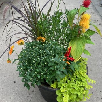 Combination 'Harvest Sunset' - 14" Pot