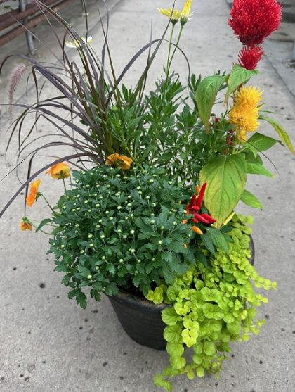 Combination 'Harvest Sunset' - 14" Pot
