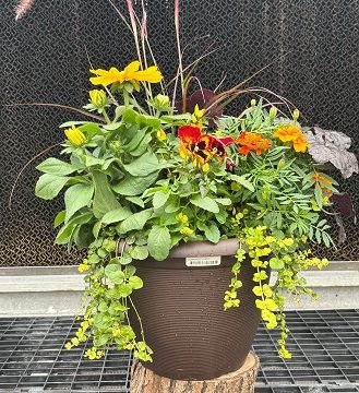 Combination 'Harvest Sunset' - 14" Pot