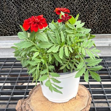 Marigold 'Fireball'- 6" Pot