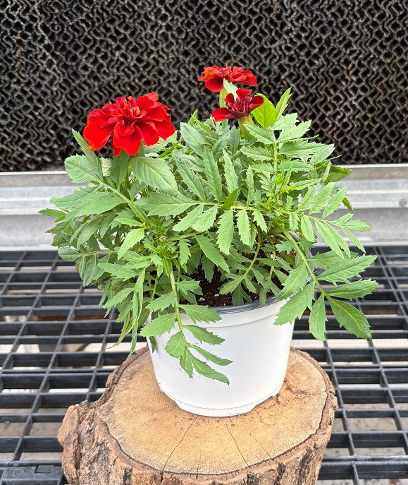 Marigold 'Fireball'- 6" Pot