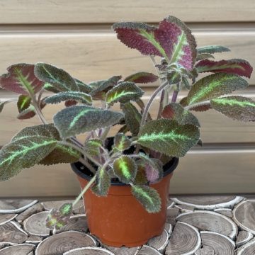 EPISCIA- 4"