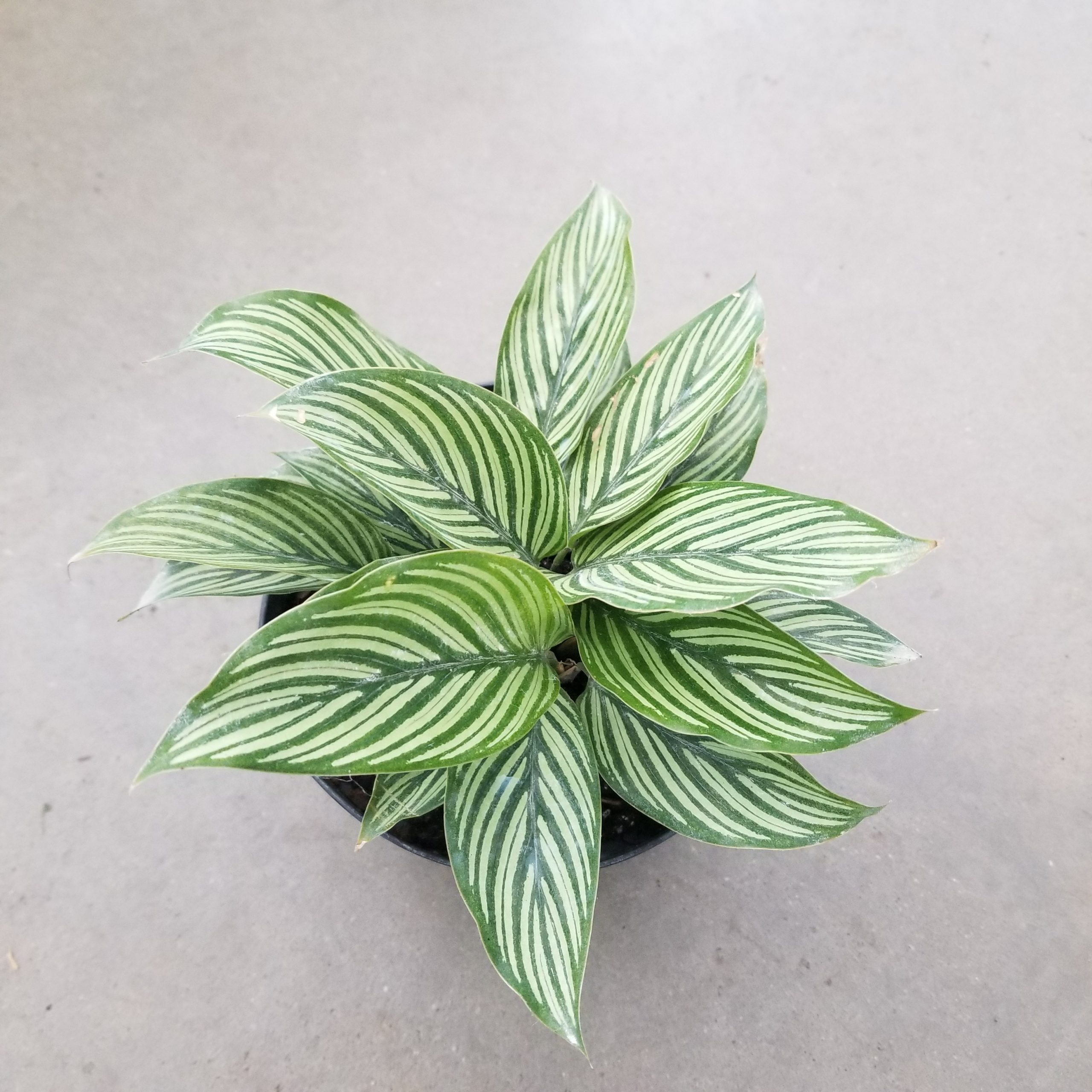 product-55245-1759473656-CALA6V