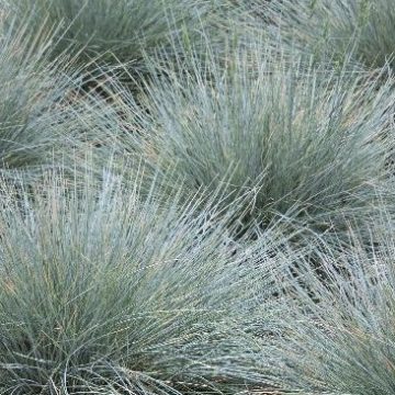 FESTUCA 'ELIJAH BLUE', SIZE #1