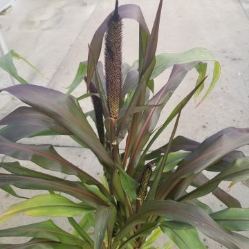 Millet 'Purple Baron' - Gallon Pot
