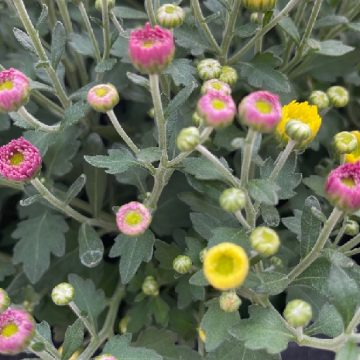 FALL MUM PATIO PLANTER- 15" BUSHEL, ASSORTED COLOR