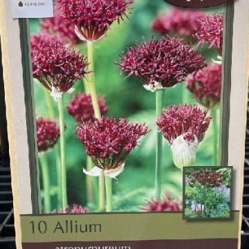 ALLIUM ATROPURPUREUM- 10 BULBS PER PACKAGE