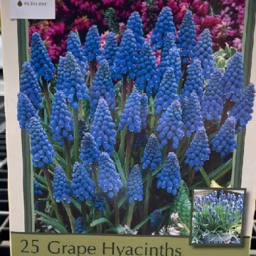 MUSCARI 'GRAPE HYACINTH'- 25 BULBS PER PACKAGE