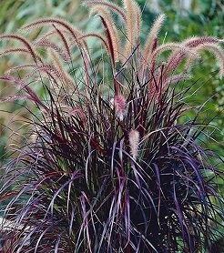 PURPLE FOUNTAIN GRASS, SIZE #1