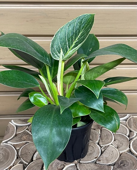 product-55447-1759497951-phil4bk