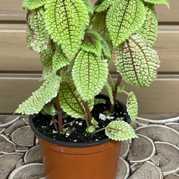 PILEA mollis ‘Moon Valley’ – 4″