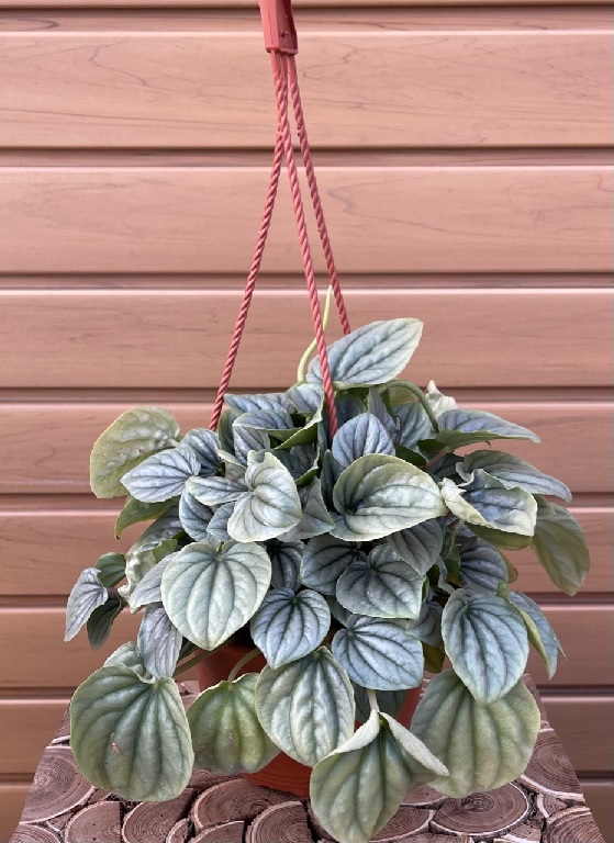 product-55472-1759497901-pep6f