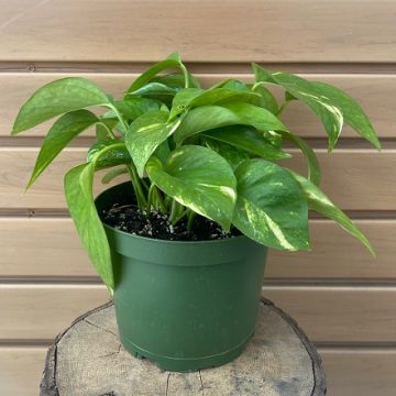 Pothos 'Hawaiian' - 6"