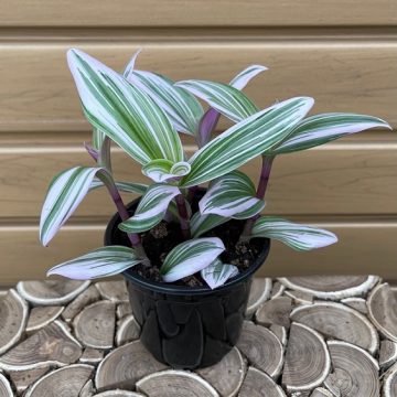 Tradescantia blossfeldiana- 4"