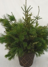 MIXED EVERGREEN CONTAINER WORKSHOP