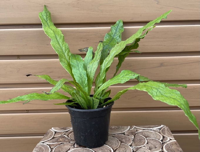 product-55871-1759482178-fern4c