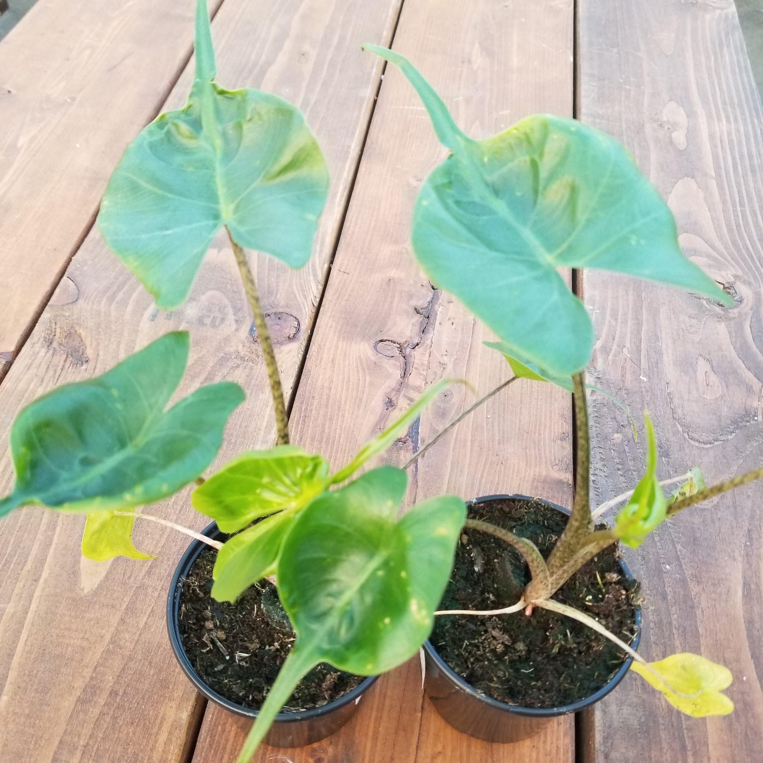 product-55898-1759473175-aloc4sr