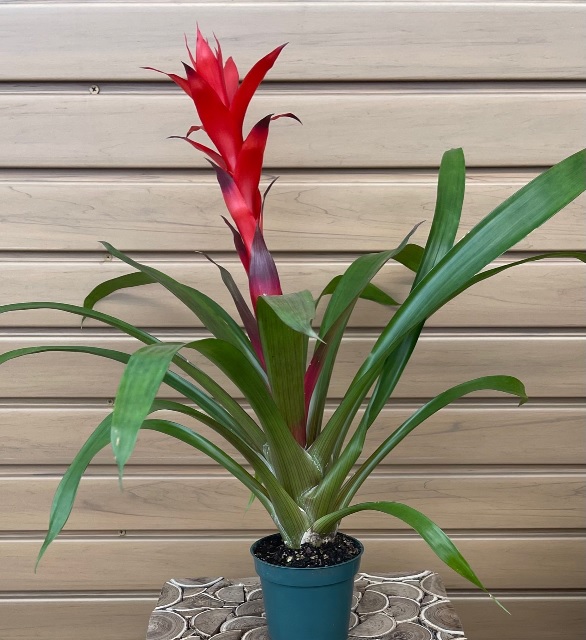 product-56215-1759473496-brom4