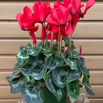 Cyclamen, Red- 6.5″