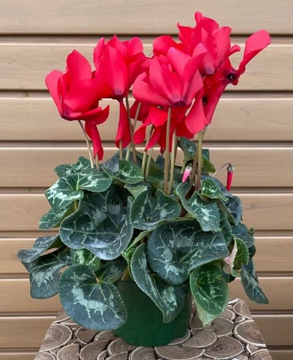 Cyclamen, Red- 6.5″