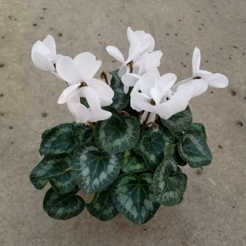 Cyclamen ‘White’- 6.5″